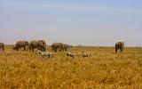 TANZANIA - Serengeti National Park - 075